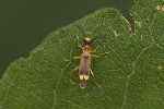 5du22387 - Malthinus flaveolus