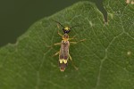 5du22391 - Malthinus flaveolus