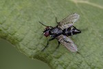 5du22409 - Gastrolepta anthracina