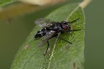 5du22414 - Gastrolepta anthracina