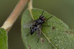 5du22425 - Gastrolepta anthracina