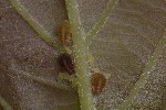 5du22451 - Thelaxes dryophila