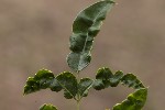 5du22556 - Aculops allotrichus