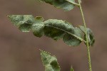 5du22557 - Aculops allotrichus