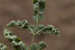 5du22567 - Aculops allotrichus