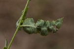 5du22576 - Aculops allotrichus