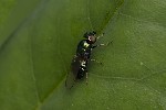 5du22592 - Chloromyia formosa