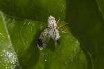 5du22666 - Trupanea amoena