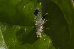 5du22675 - Trupanea amoena