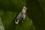 5du22684 - Trupanea amoena