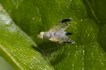 5du22706 - Trupanea amoena