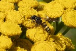 5du22721 - Cerceris rybyensis