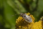 5du22733 - Stictopleurus punctatonervosus