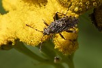 5du22750 - Stictopleurus punctatonervosus