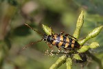 5du22864 - Leptura aurulenta