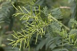 5du22882 - Galega officinalis
