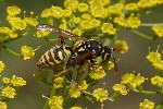 5du22889 - Polistes dominula