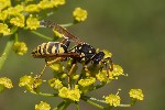 5du22896 - Polistes dominula