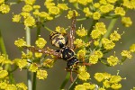 5du22909 - Polistes dominula