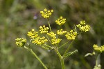 5du22918 - Pastinaca sativa