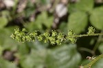 5du22922 - Agrimonia procera