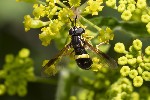 5du22934 - Chrysotoxum bicinctum