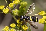 5du22950 - Chrysotoxum bicinctum