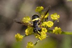 5du22975 - Chrysotoxum bicinctum