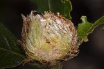 5du22994 - Andricus foecundatrix