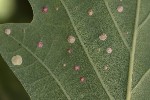5du23006 - Neuroterus quercusbaccarum