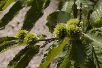 5du23072 - Castanea sativa