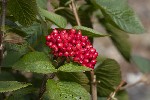 5du23082 - Viburnum lantana
