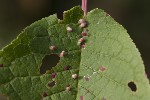 5du23097 - Eriophyes viburni