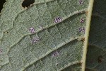 5du23109 - Eriophyes viburni