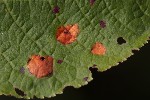 5du23113 - 