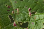 5du23120 - Eriophyes viburni