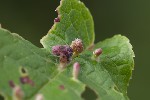5du23128 - Eriophyes viburni