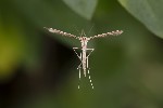 5du23139 - Stenoptilia sp.