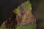 5du23155 - Phytomyza angelicae