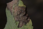 5du23156 - Phytomyza angelicae