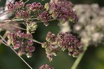 5du23159 - Laserpitium latifolium