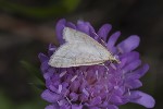 5du23219 - Udea lutealis
