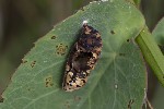 5du23221 - Melitaea didyma