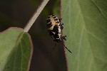 5du23224 - Eurydema oleracea