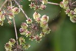5du23234 - Laserpitium latifolium