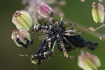 5du23240 - Aphis fabae