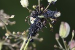 5du23269 - Aphis fabae