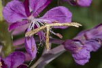 5du23288 - Stenoptilia sp.