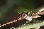 5du23311 - Stictopleurus punctatonervosus