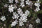 5du23343 - Gypsophila repens
